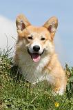 CORGI PEMBROKE 384